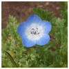 Everwilde Farms - 1/4 Lb Baby Blue Eyes Native Wildflower