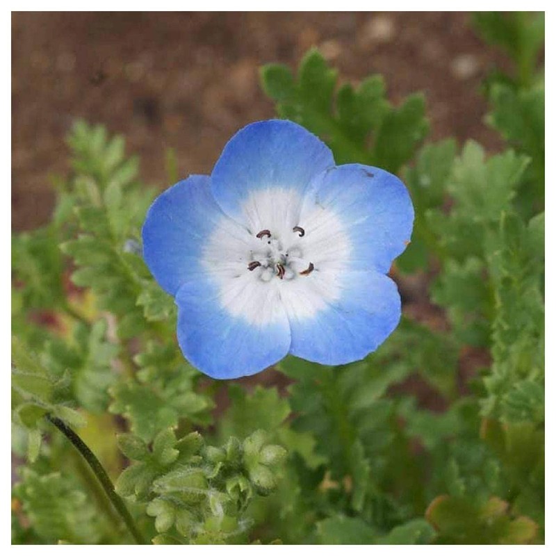 Everwilde Farms - 1/4 Lb Baby Blue Eyes Native Wildflower