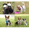 PoyPet No Pull Dog Harness, No Choke Front Lead Dog