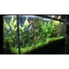 15x Dwarf Sagittaria Subulata Dwarf Sag Easy Live Aquarium Plants