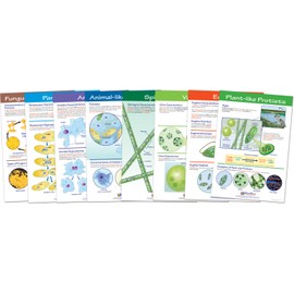 NewPath Learning Protists Bulletin Board Charts, Set/8 - Laminated, Double-Sided, Full-Color, 12" x 18" (94-7017)