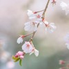 Generic Cherry Flowering Tree, 5 gal. (Yoshino), Green