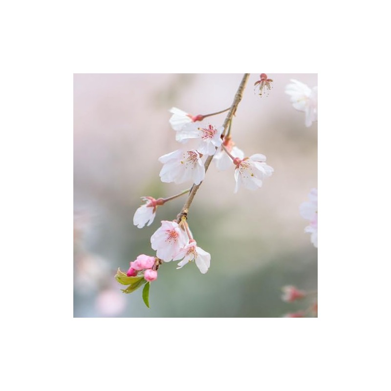 Generic Cherry Flowering Tree, 5 gal. (Yoshino), Green