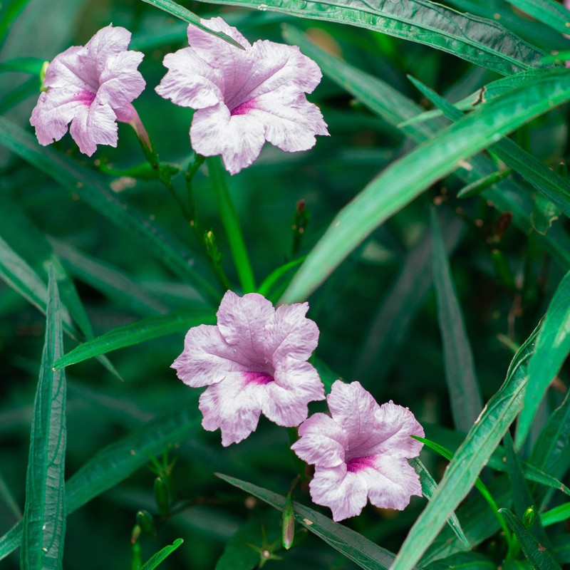 Outsidepride Pink Mexican Petunia - 15 Seeds