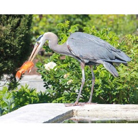 Bird B Gone Pond Defender (12 Pack) - Floating Koi Pond Cover & Heron Deterrent, UV-Protected Interlocking Discs for Fish Pond Protection - Alternative to Pond Netting for Koi Ponds & Water Gardens