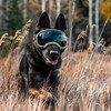 Rex Specs V2 Dog Goggles (Small, Black)