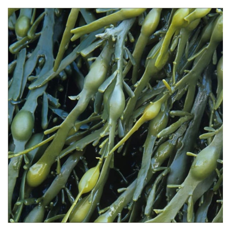 T E L O M I® Organic Algae Capsules