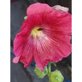 Flowers Hollyhock Perennial Flower Seeds