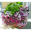 Little Seed Store 2001+Dwarf PETUNIA MIX Flower Seeds Garden Container
