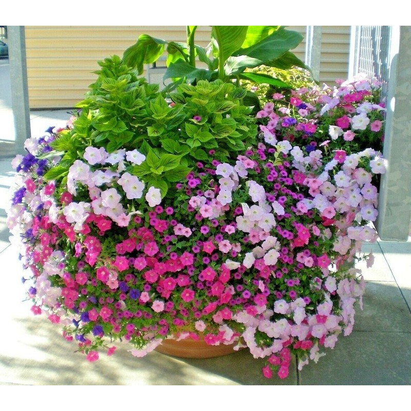 Little Seed Store 2001+Dwarf PETUNIA MIX Flower Seeds Garden Container