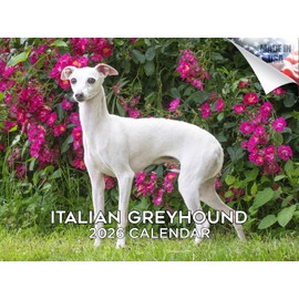 2025 2026 Italian Greyhound Calendar - Dog Breed Monthly Wall Calendar - 12" x 18" Open - Thick No-Bleed Paper - Giftable - Academic Teacher's Planner Calendar Organizing & Planning - Made in USA