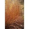 1000 Little Bluestem Native American Ornamental, Prairie Grass Seeds -