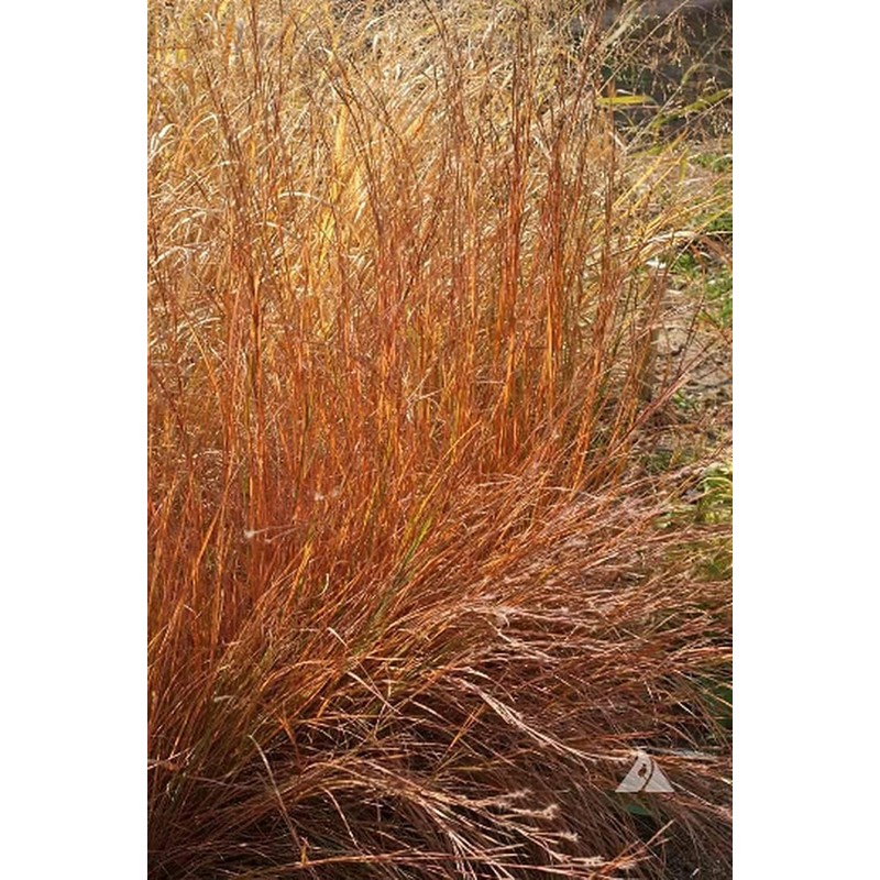 1000 Little Bluestem Native American Ornamental, Prairie Grass Seeds -