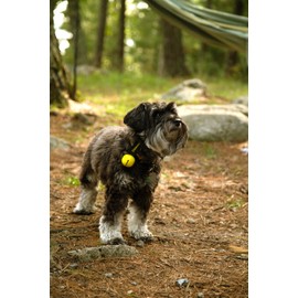 Coghlan's Magnetic Bear Bell with Silencer - Hiking Safety Gear for Wildlife Alert - Yellow