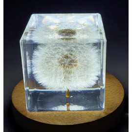 40mm Real Dandelion Snowflake Flower in Crystal Clear Lucite Resin Cube Paperweight Specimen Botanist Herb Herbarium Collection for Botany Science Education Desk Ornament Display