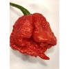 Fresh Carolina Reaper seeds | World Record Holder | SUPER-HOT