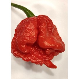 Fresh Carolina Reaper seeds | World Record Holder | SUPER-HOT | 🇺🇸 USA Grown 🇺🇸
