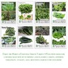 Hardy & Nutritious Greens Variety 8-Pack Home Garden Starter Kit