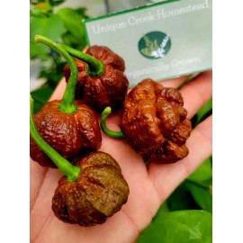 Carolina REAPER Chocolate Fire Pepper Seeds Super Hot 2.2+ Million Scoville SHU