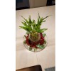 Lucky Bamboo 7 Lucky Bamboo Plants 6 inches, FREE BUTTERFLY