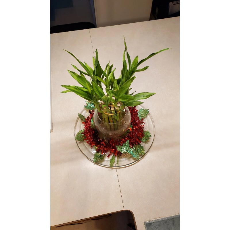 Lucky Bamboo 7 Lucky Bamboo Plants 6 inches, FREE BUTTERFLY