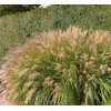 Miscanthus Adagio Grass | 1 Extra Large 3 Gallon Plants