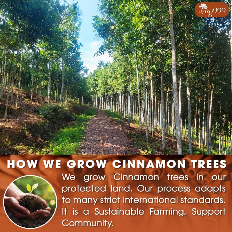 TOG999, Premium 40 Tea Bags - Special Cinnamon Tea, 100%