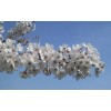 Tree 3 Pack of Yoshino Cherry Trees 6-12' in 3"