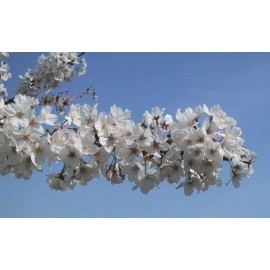 Tree 3 Pack of Yoshino Cherry Trees 6-12' in 3" pots