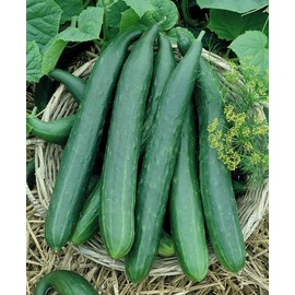 100 Metki Dark Green Armenian Yard Long Cucumber Seeds for Planting 4+ Grams of Seeds Non GMO Heirloom USA Harvested