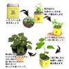 Palm Garden Basil Cultivation Set, Cultivation Kit, Home Garden