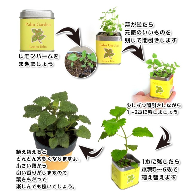 Palm Garden Basil Cultivation Set, Cultivation Kit, Home Garden