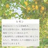 Natural 100% Lemon Oil 3.4 fl oz (100 ml) Aroma