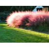 Muhly Grass | 30 Live Plants | Muhlenbergia Capillaris |