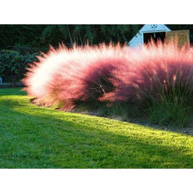 Muhly Grass | 30 Live Plants | Muhlenbergia Capillaris | Pink Plumes, Ornamental Grass, Low Maintenance, Drought Tolerant, Landscaping Plant, Fall Blooming, Garden Accent, Perennial