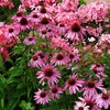 SEBIOLA Echinacea Seeds for Planting - 100 Pink Blooms, Long-Lasting