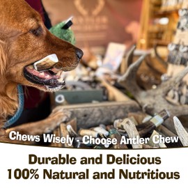 Antler Chew Antler Dog Chews Box of 5 Small (50–70g, From 12cm) | Naturally Shed & Sanded | Long-Lasting, Odourless Chew for small breeds | Supports Dental Health