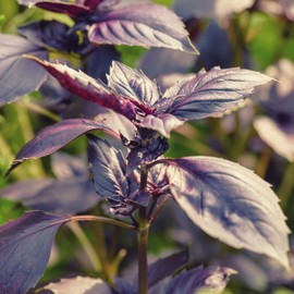 Outsidepride Sweet Basil Dark Opal - 1000 Seeds
