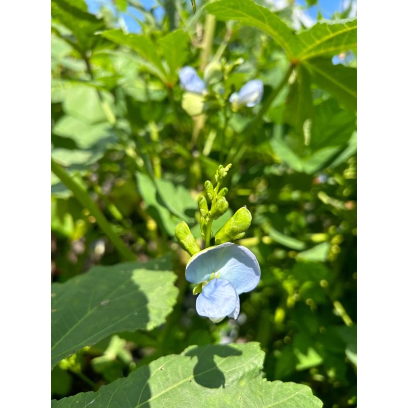 15 Urizun Asian/ Japanese Winged Bean Seeds. Heirloom