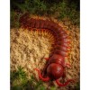 TERRA by Battat Remote Control Centipede
