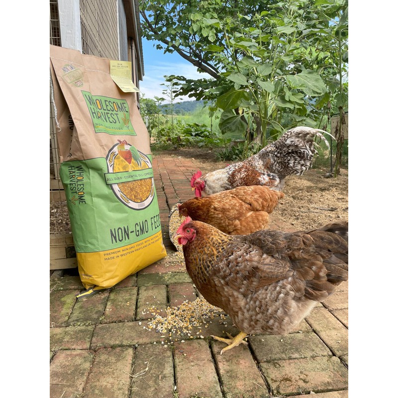 Wholesome Harvest All Flock Feed, High Nutrition Layer for Flocks,