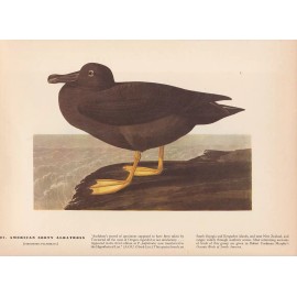 Audubon 1942 Vintage Birds #407 "AM. SOOTY Albatross" Full Color Art Plate Litho