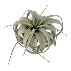 It Blooms Tillandsia Air Plant Xerographica Large Indoor Exotic Houseplant - 30 Day Guarantee (Extra Large)