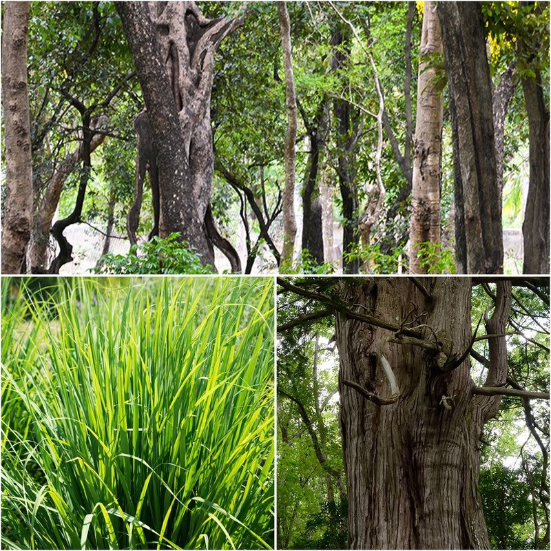 Premium sandaruuddoburendo 5ml