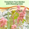 Outsidepride Bright Pink Castor Bean Seeds - 30 Pcs Annual
