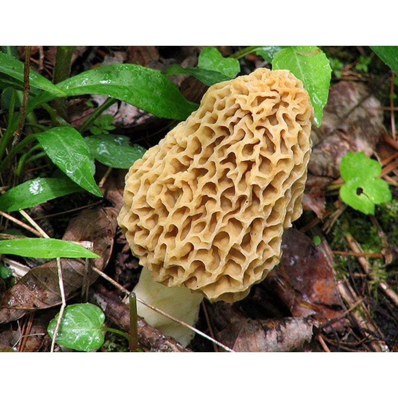 Eunivus Morel Mushroom Spores in Sawdust Bag Garden Mushrooms Spore