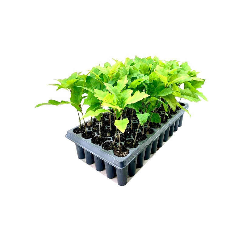 Shumard Red Oak | 10 Live Trees | Quercus Shumardii