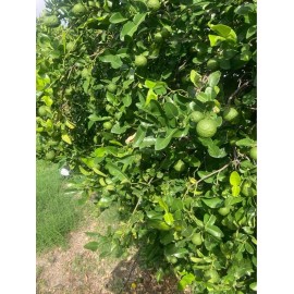 Fresh Organic Kaffir Lime Leaves, 8 oz. Fresh New