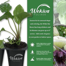 White Bat Flower - 2 Live Starter Plants in 2 Inch Pots - Not in Bloom When Shipped - Tacca Integrifolia - Extremely Rare and Exotic Flowering Plant