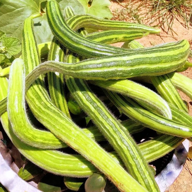 TomorrowSeeds Striped Armenian Cucumber Seeds | Painted Serpent Yard Persian